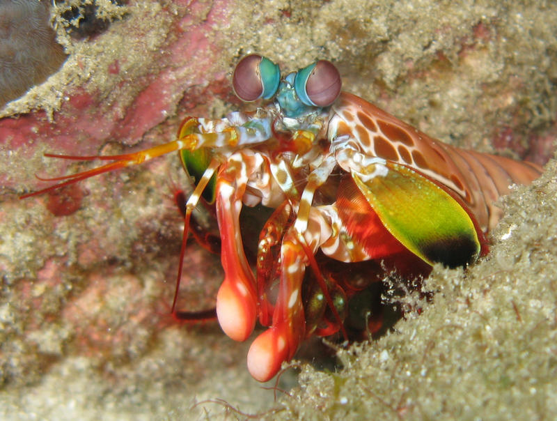 Odontodactylus.Scyllarus - Odontodactylus scyllarus (peacock mantis shrimp).jpg