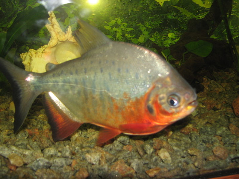 800px-Red Pacu - Piaractus brachypomus (pirapitinga, red-bellied pacu).JPG