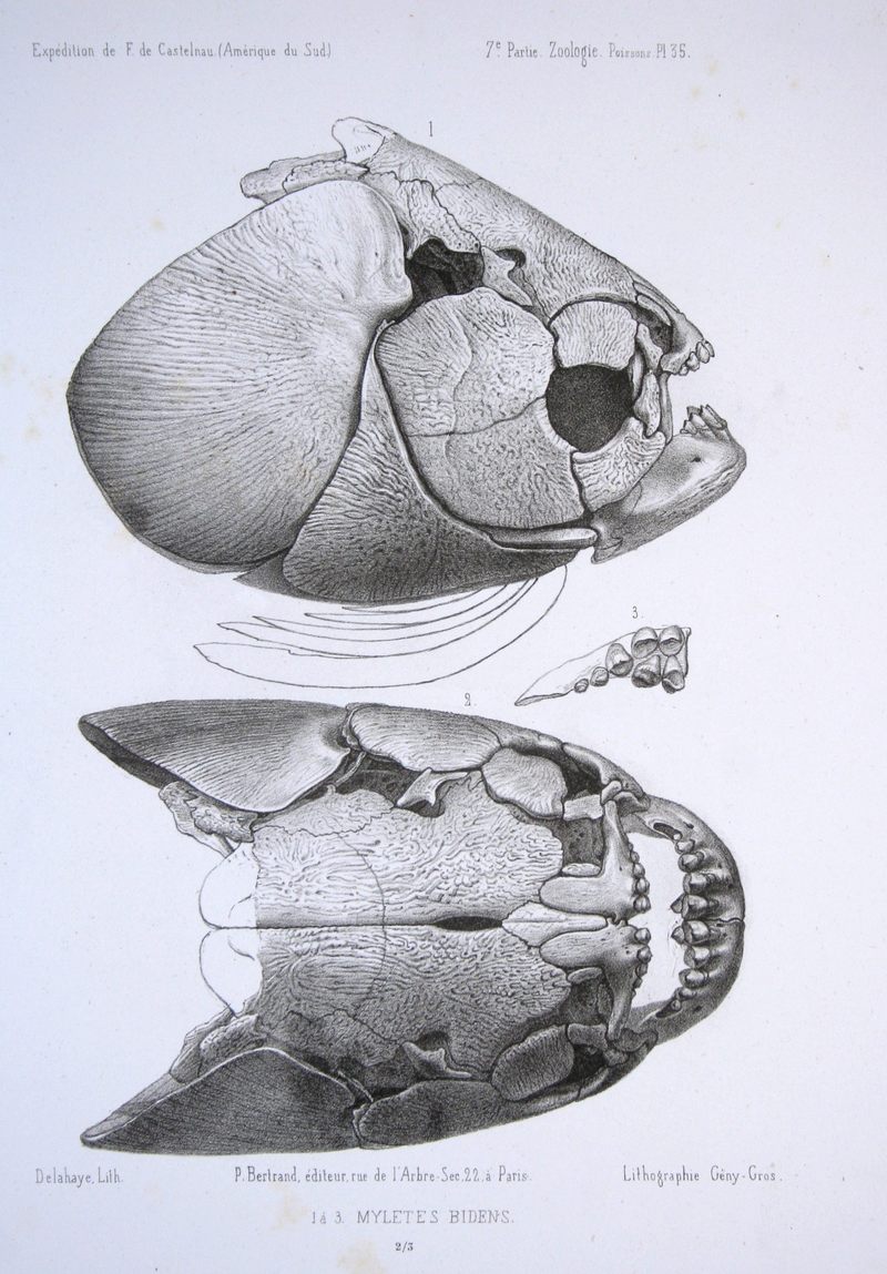 F de Castelnau-poissonsPl35 - Piaractus brachypomus (pirapitinga, red-bellied pacu).jpg