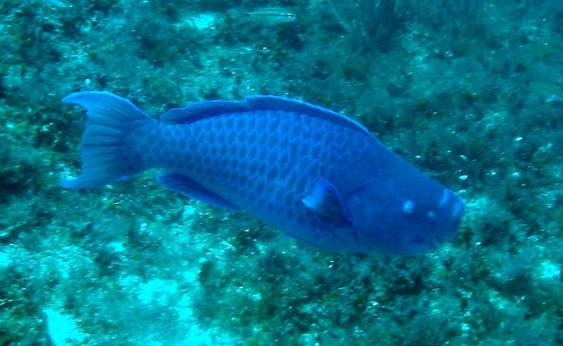 Scarus coeruleus in Madagascar Reef - blue parrotfish (Scarus coeruleus).jpg
