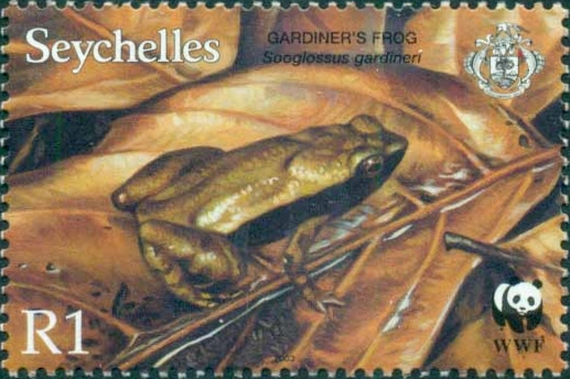 SC002-03 - Gardiner's frog (Sechellophryne gardineri).jpg