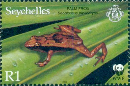 SC003-03 - Seychelles palm frog (Sechellophryne pipilodryas).jpg