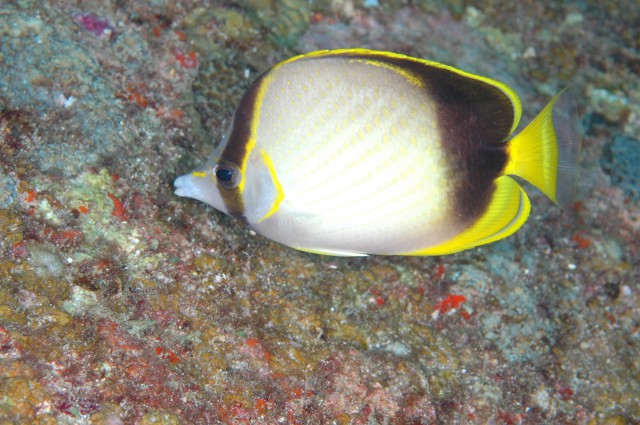 Chaetodon gardineri (Norman, 1939) - Chaetodon gardineri, Gardner's butterflyfish.jpg