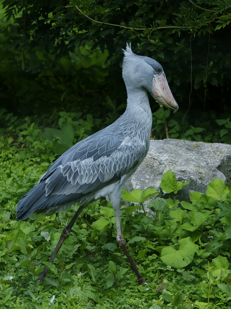 Balaeniceps rex - shoebill, whalehead, shoe-billed stork (Balaeniceps rex).jpg