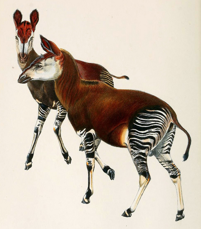 Okapi 1901 - okapis (Okapia johnstoni).jpg