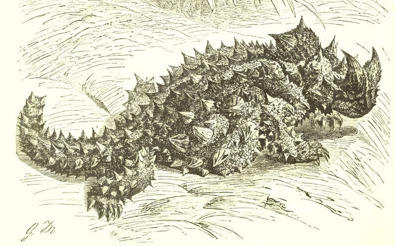 MolochLyd - thorny dragon, thorny devil, thorny lizard (Moloch horridus).jpg