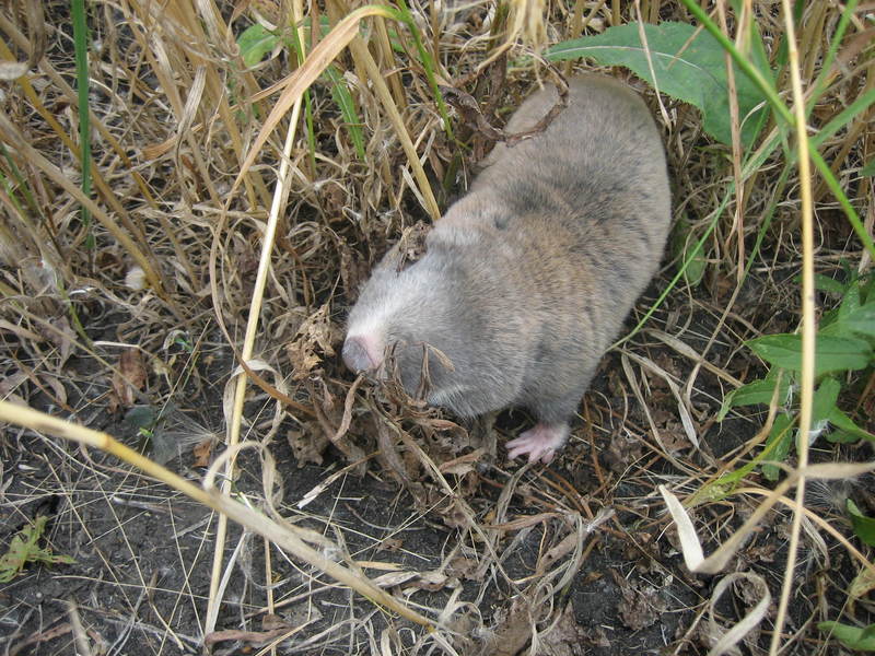 Spalax microphthalmus - 2 - greater mole-rat (Spalax microphthalmus).jpg