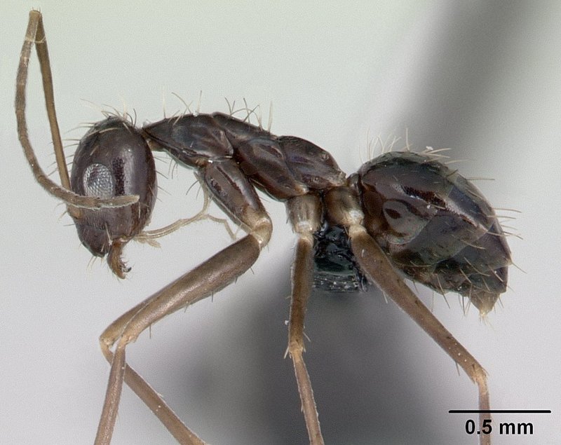 Paratrechina longicornis casent0134863 profile 1 - longhorn crazy ant (Paratrechina longicornis).jpg