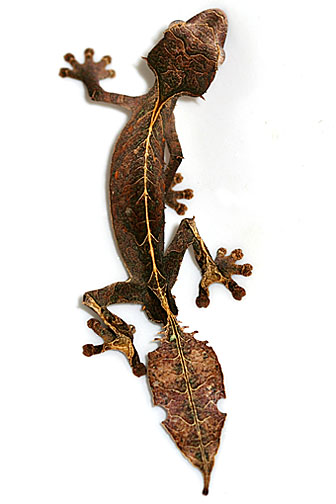 ALiman phantasticus - Uroplatus phantasticus (Baweng satanic leaf gecko, Satanic leaf-tailed gecko).jpg