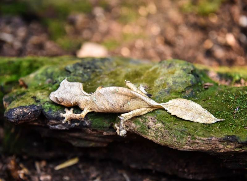 Leaf-tailed Lizard, Madagascar (21110205345) - Uroplatus phantasticus (Baweng satanic leaf gecko, Satanic leaf-tailed gecko).jpg