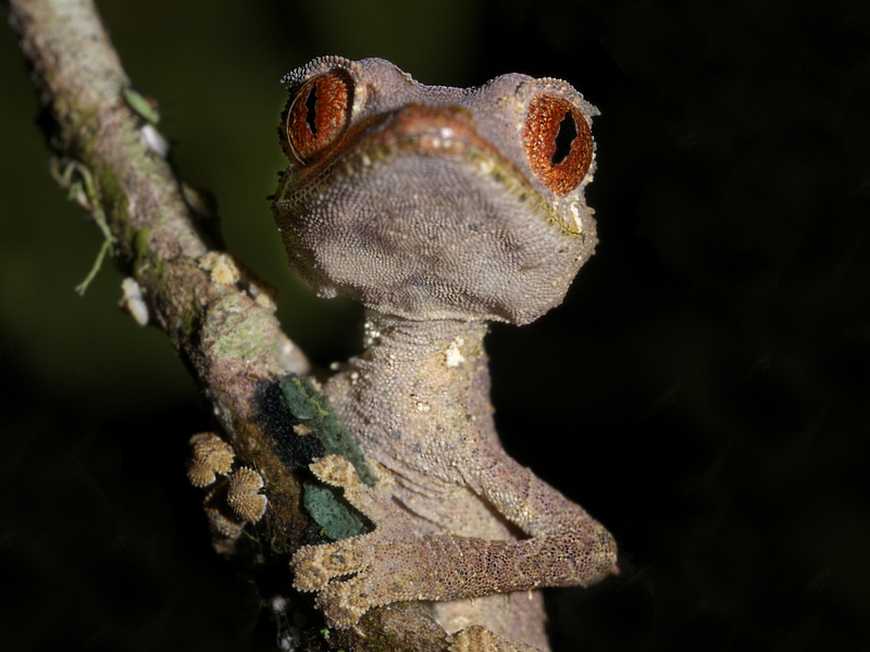 Satanic Leaf Tailed Gecko (Uroplatus phantasticus), Andasibe, Madagascar (12032124675).jpg