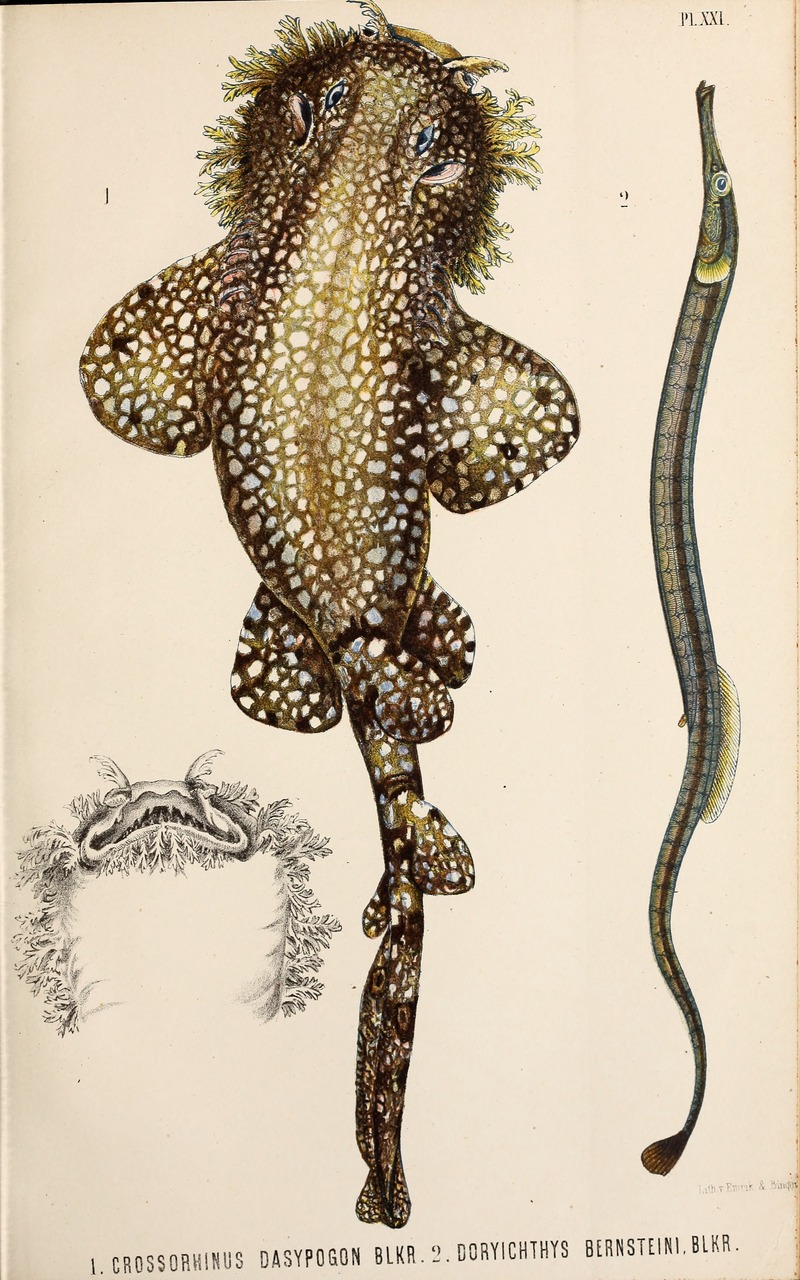 Archives néerlandaises des sciences exactes et naturelles (1867) (19704455724) - tasselled wobbegong (Eucrossorhinus dasypogon).jpg