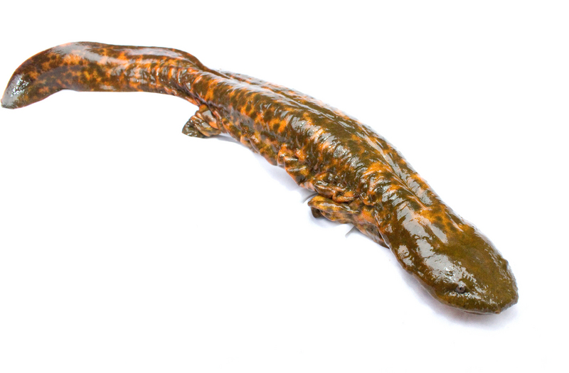 Hellbender - hellbender salamander (Cryptobranchus alleganiensis).jpg