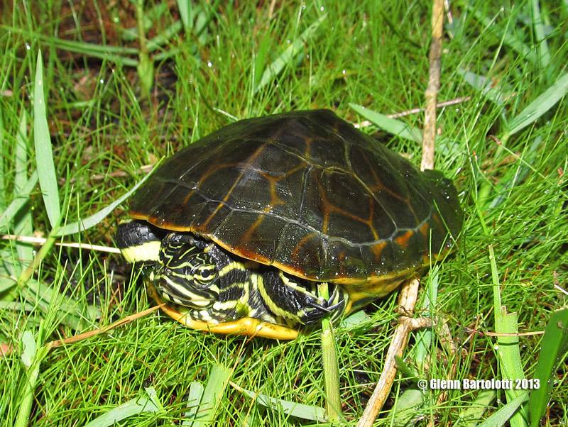 Chicken turtle (Deirochelys reticularia) Florida Sub adult.jpg
