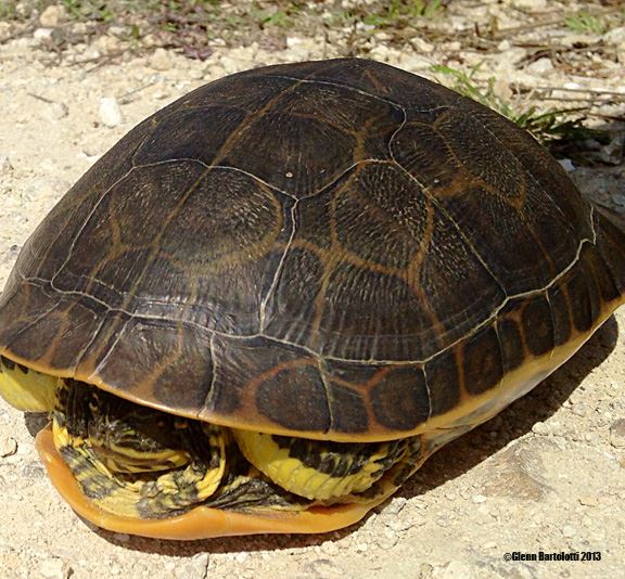 Large Adult Chicken Turtle, Florida - chicken turtle (Deirochelys reticularia).jpg