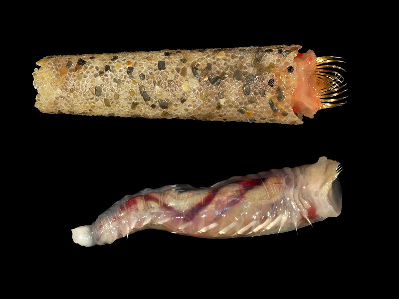 Lagis koreni (with and without tube) - Lagis koreni (trumpet worm, ice cream cone worm).jpg