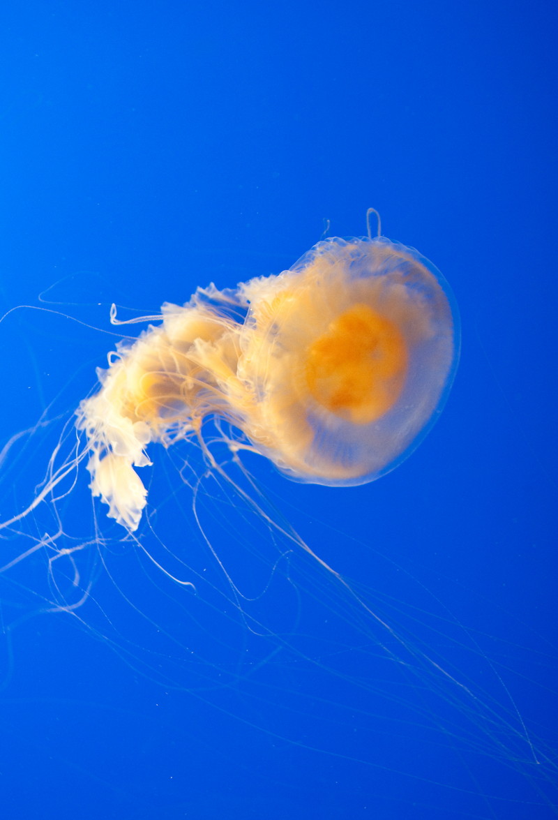 Phacellophora.camtschatica - Phacellophora camtschatica (fried egg jellyfish, egg-yolk jellyfish).jpg