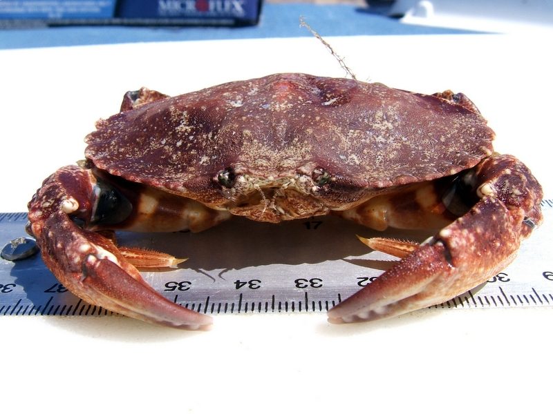 Cancer.gracilis - Metacarcinus gracilis (graceful rock crab, slender crab).jpg