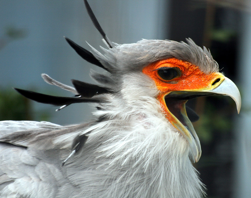Secretary Bird with open beak - secretarybird, secretary bird (Sagittarius serpentarius).jpg