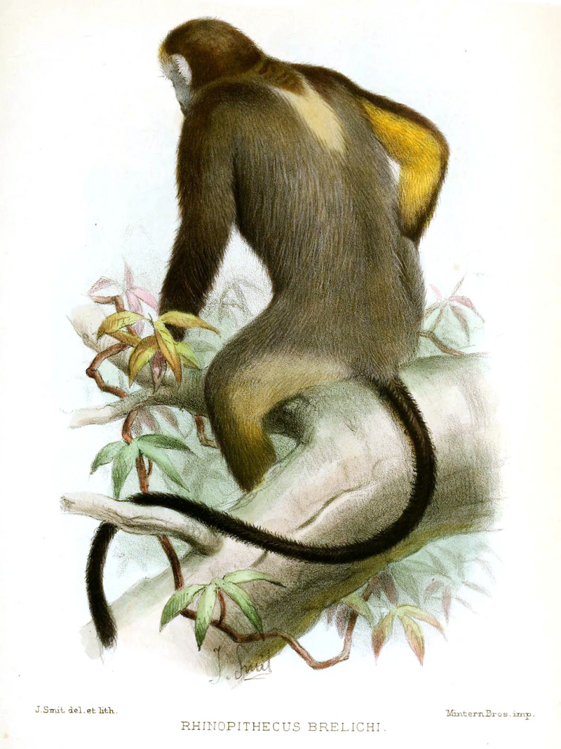 Rhinopithecus brelichi Smit - gray snub-nosed monkey (Rhinopithecus brelichi).jpg