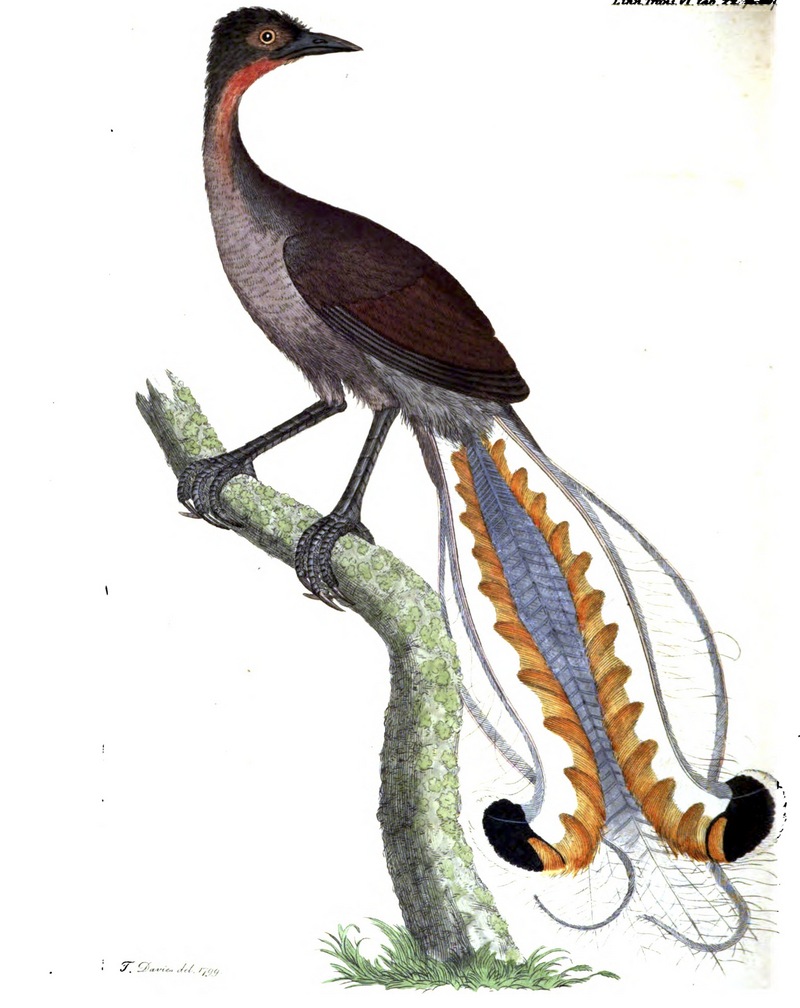 Menura superba - Thomas Davies - superb lyrebird (Menura novaehollandiae).jpg