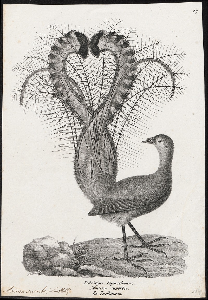 Menura superba - 1809-1845 - Print - Iconographia Zoologica - Special Collections University of Amsterdam - UBA01 IZ19200411 - superb lyrebird (Menura novaehollandiae).jpg