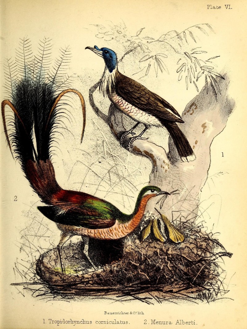 A popular history of birds (19573706112) - Albert's lyrebird (Menura alberti), noisy friarbird (Philemon corniculatus).jpg