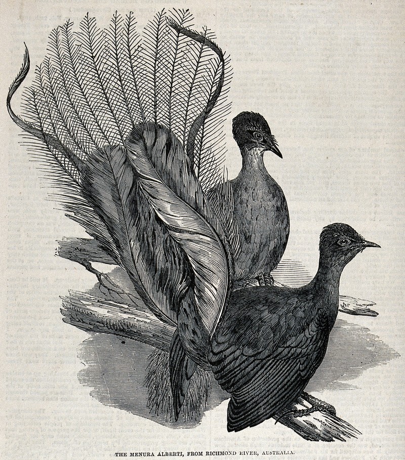 Two Lyre birds, or Menura Alberti birds, perching on a branc Wellcome V0022317 - Albert's lyrebird (Menura alberti).jpg