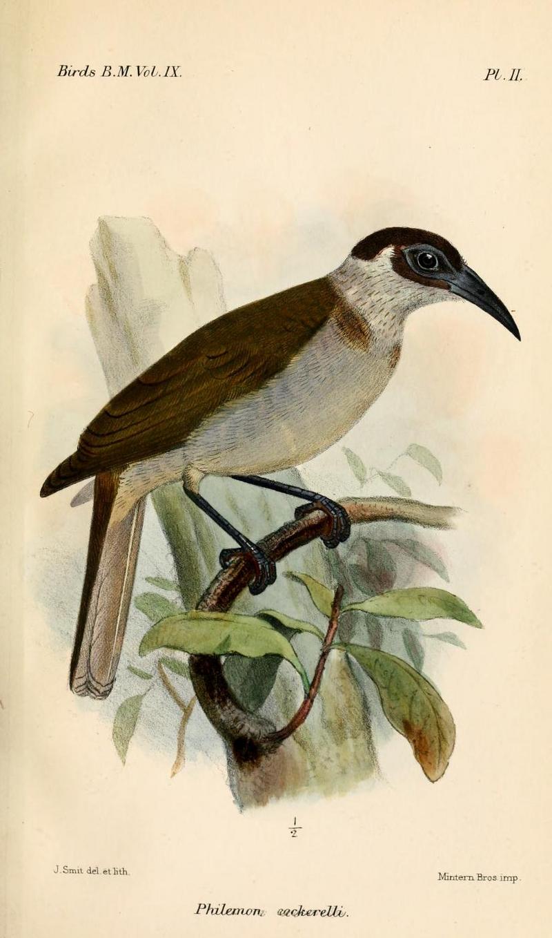 Philemon.Cockerelli.Smit - New Britain friarbird (Philemon cockerelli).jpg