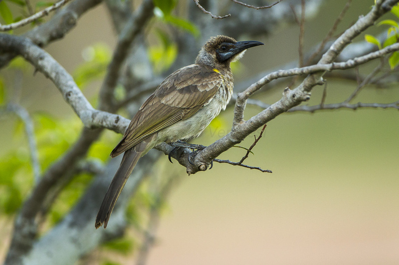 Little Friarbird - Darwin S4E4871 (21789950343) - little friarbird (Philemon citreogularis).jpg
