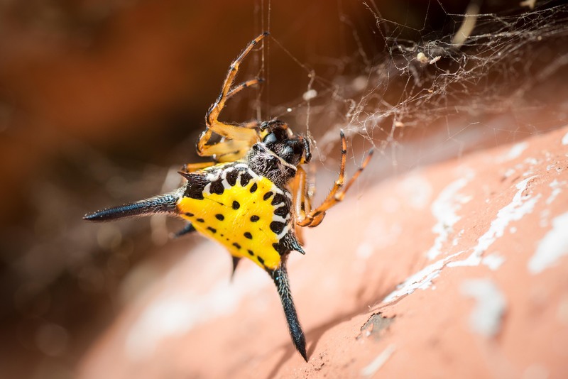 Hasselt's spiny spider, gasteracantha hasselti - Kaeng Krachan National Park.jpg