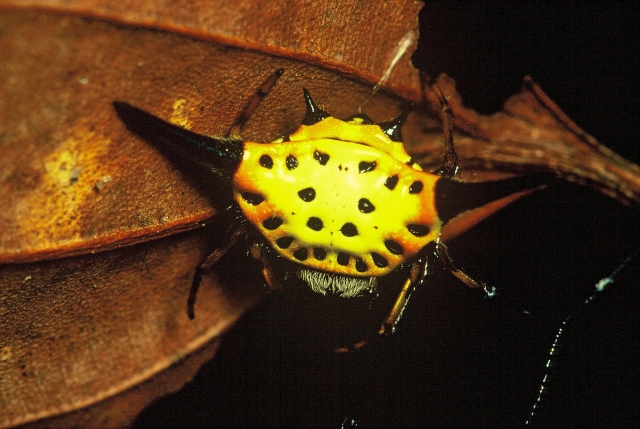 Spider madagascan - Gasteracantha remifera (spiny orb-weaver spider).jpg