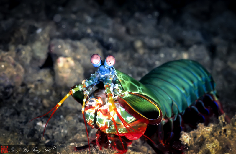 11509552635 b94c1b198d o - Odontodactylus scyllarus (peacock mantis shrimp).jpg