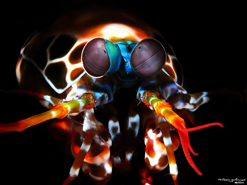 6431701679 c66f936227 o - Odontodactylus scyllarus (peacock mantis shrimp).jpg