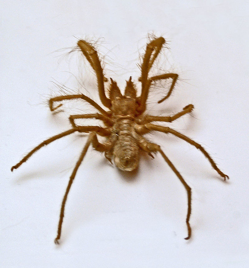 Galeodidae - Galeodes arabs - Galeodes arabs (Egyptian giant solpugid, camel spider).JPG