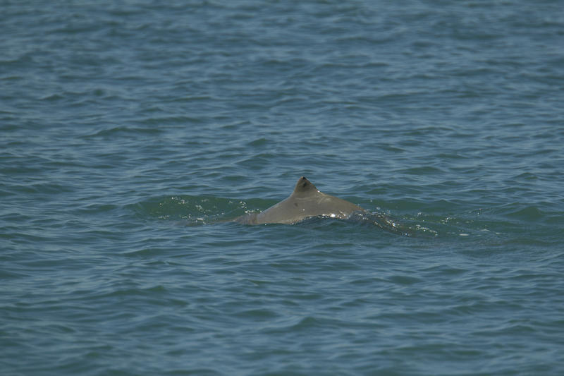 Snubfin-3 - Australian snubfin dolphin (Orcaella heinsohni).jpg