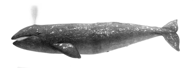 Eschrichtius robustus1 - grey whale, gray whale (Eschrichtius robustus).jpg