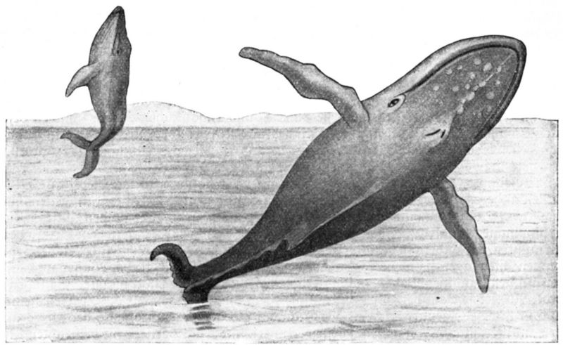 Buckelwal-drawing - humpback whale (Megaptera novaeangliae).jpg