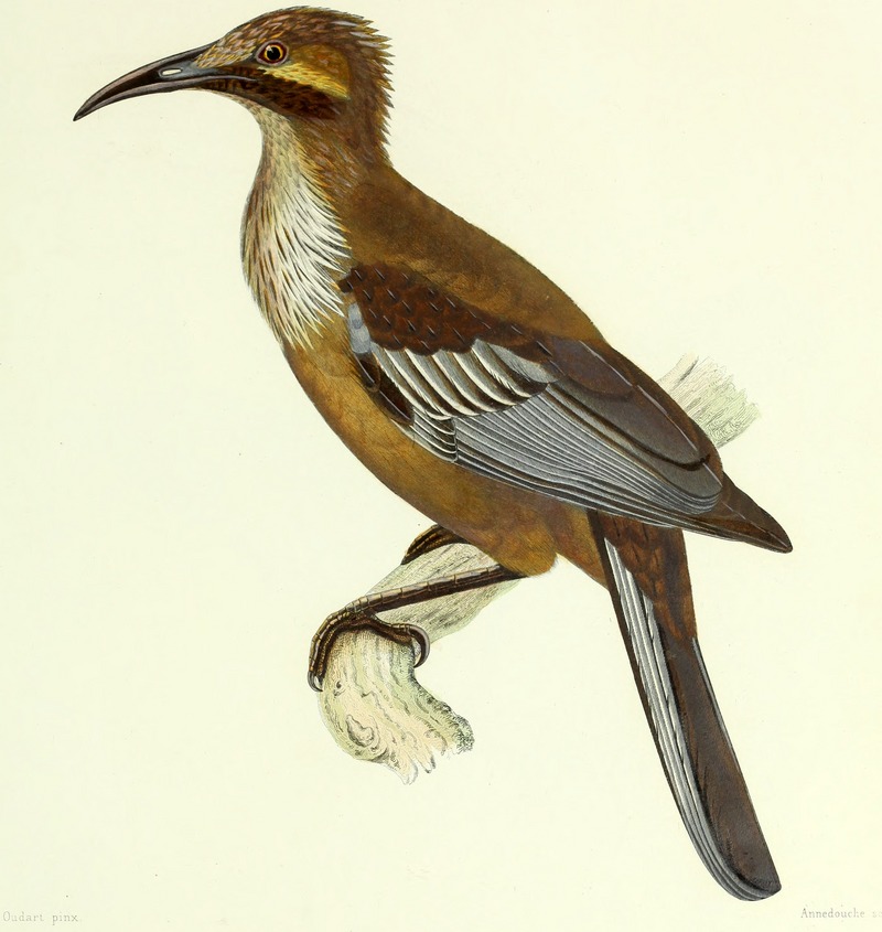 Archives du Muséum d'histoire naturelle (1836) (20332545851) - New Caledonian friarbird (Philemon diemenensis).jpg