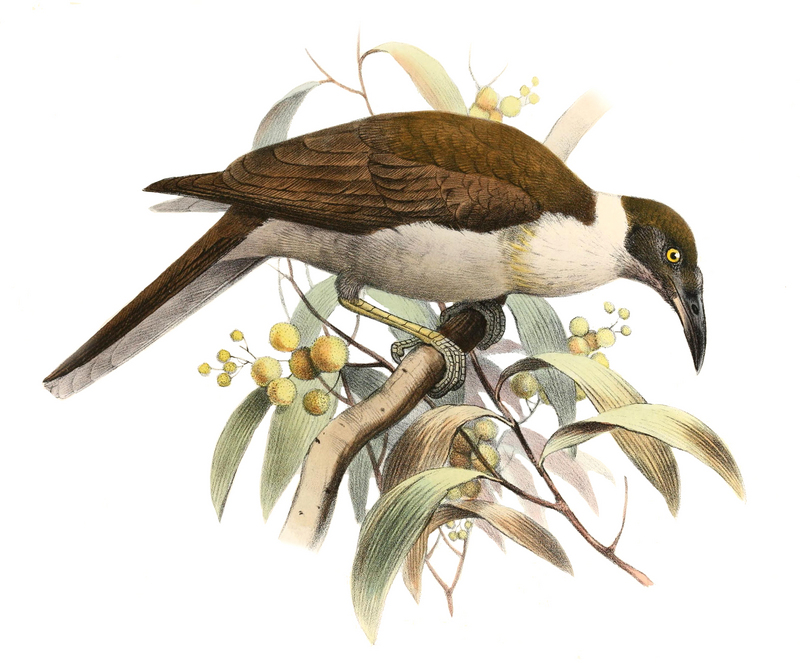 Philemon albitorques - Manus friarbird, white-naped friarbird (Philemon albitorques).jpg