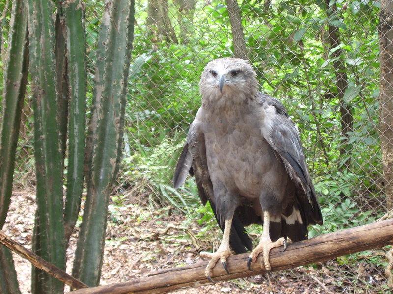 Harpyhaliaetus coronatus - Chaco eagle, crowned solitary eagle (Buteogallus coronatus).jpg
