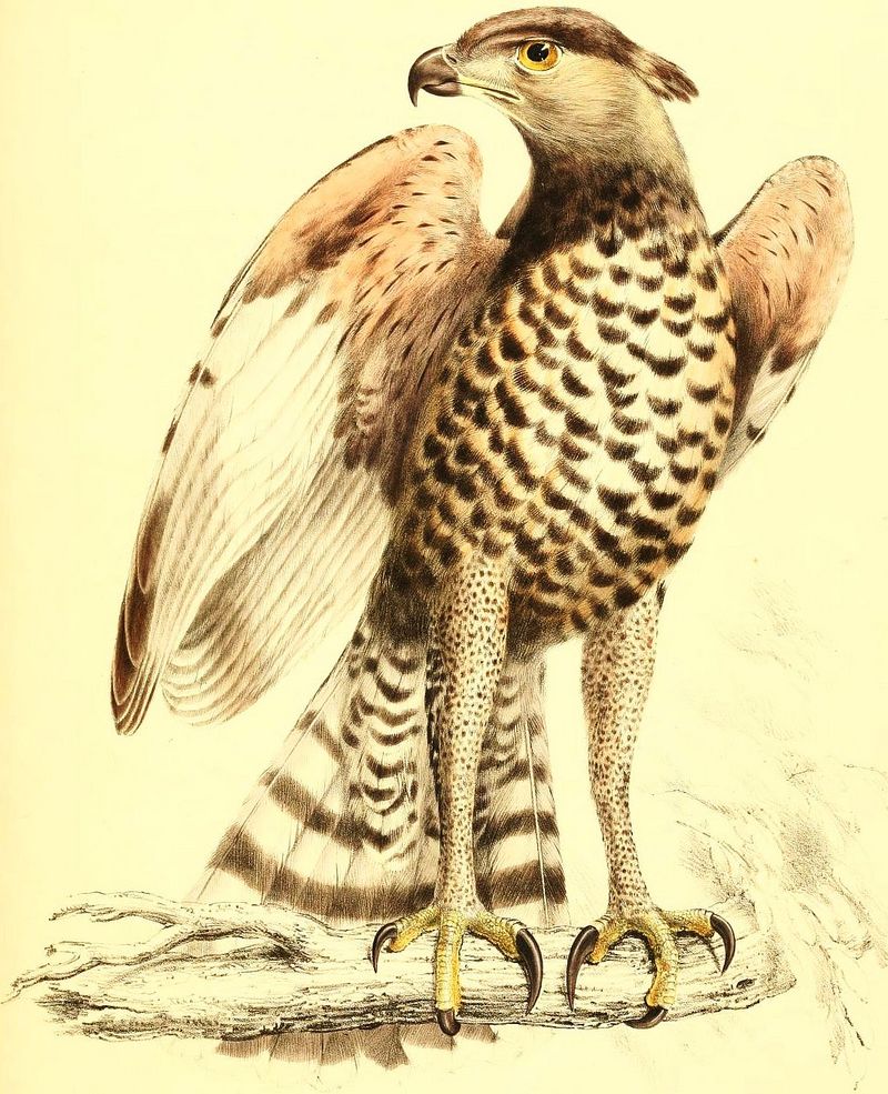Stephanoaetus coronatus - African crowned hawk-eagle (Stephanoaetus coronatus).jpg