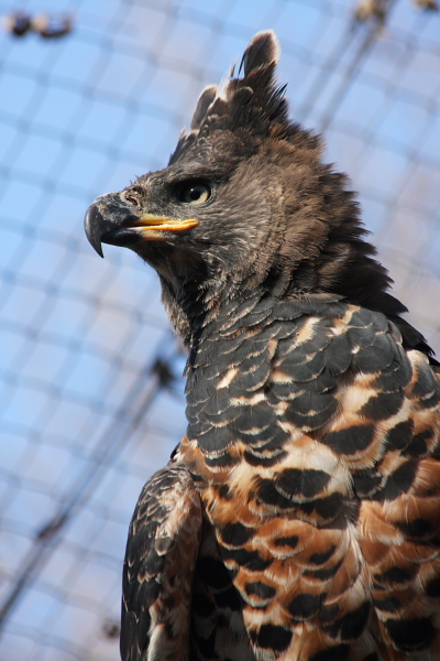 African Crowned Eagle 1 - crowned hawk-eagle (Stephanoaetus coronatus).JPG