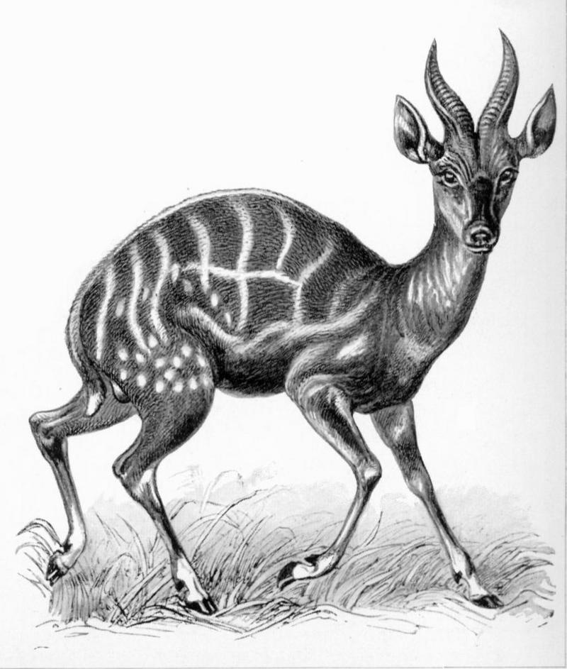 Haeckel Antilopina - Tragelaphus scriptus - kéwel, bushbuck (Tragelaphus scriptus).jpg