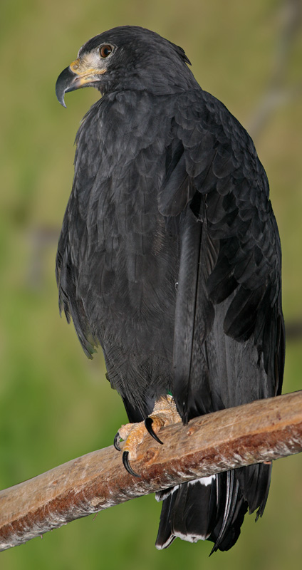 Solitary Eagle - black montane solitary eagle (Buteogallus solitarius).jpg