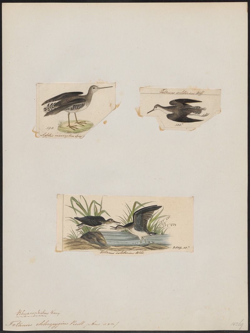 Totanus chloropygius - 1700-1880 - Print - Iconographia Zoologica - Special Collections University of Amsterdam - UBA01 IZ17400103 - solitary sandpiper (Tringa solitaria).jpg