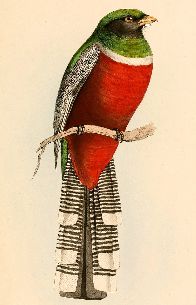 Trogon collaris male 1841 - collared trogon (Trogon collaris).jpg