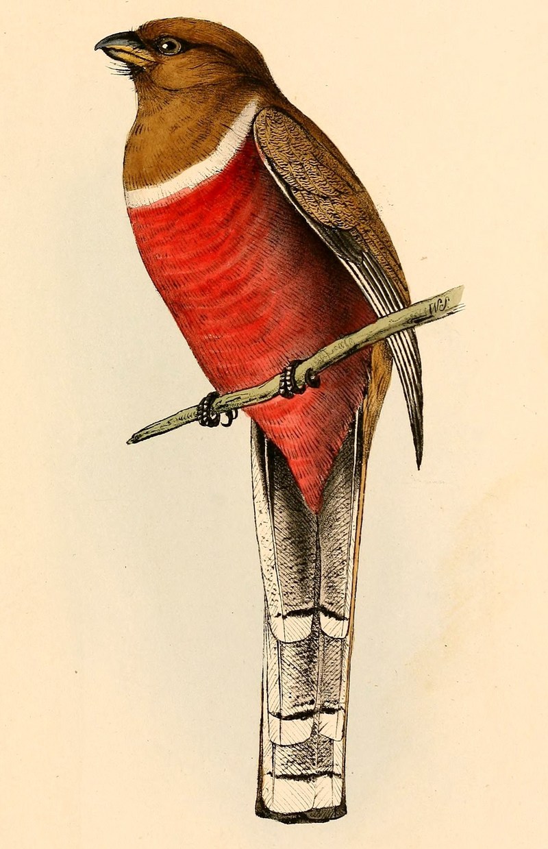 Trogon collaris female 1841 - collared trogon (Trogon collaris).jpg