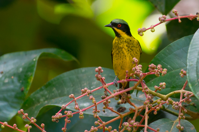 Dacnis flaviventer, Yellow-bellied Dacnis - yellow-bellied dacnis (Dacnis flaviventer).jpg