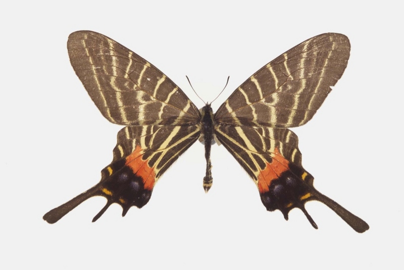Bhutanitis thaidina ulster - Bhutanitis thaidina, Chinese three tailed swallowtail.jpg